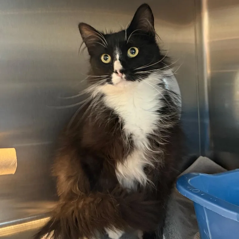 Figaro