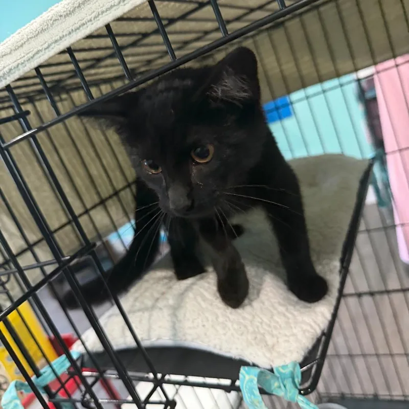 A baby small-sized male Black Domestic Short Hair cat named Eric for adoption in Marion, VA