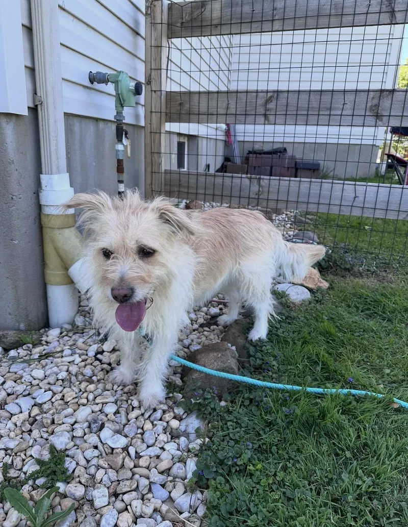 An adult medium-sized female Apricot / Beige Terrier dog named Katie for adoption in Lincoln University, PA