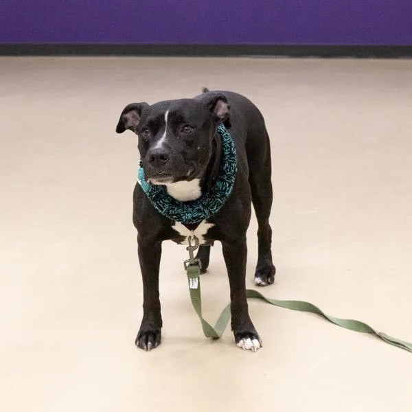 Calathea thumbnail 2