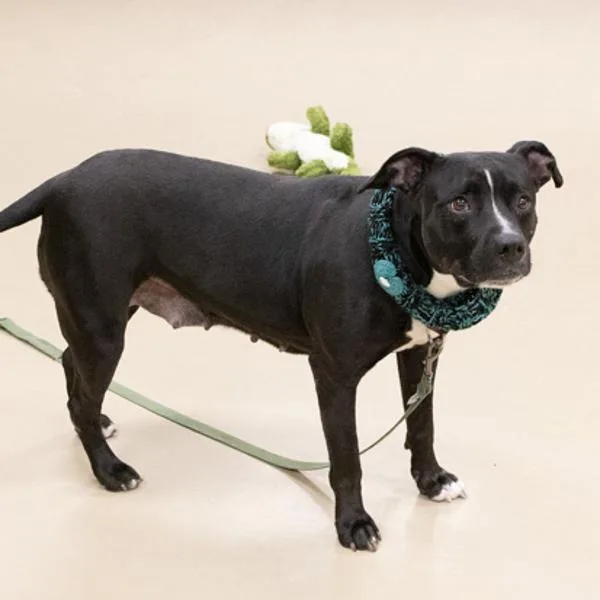 Calathea thumbnail 3