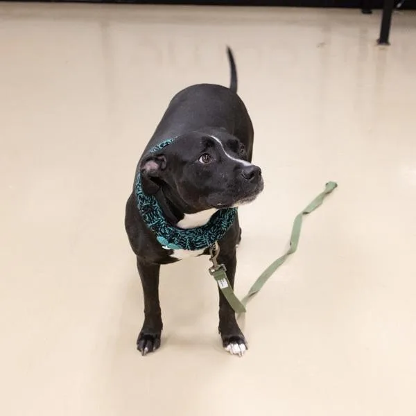 Calathea thumbnail 4