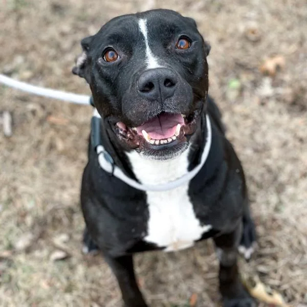 Calathea thumbnail 5