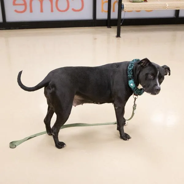 Calathea thumbnail 6