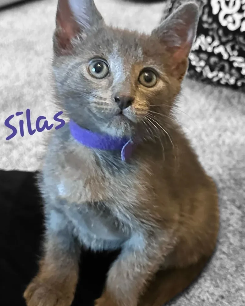 Silas thumbnail 4