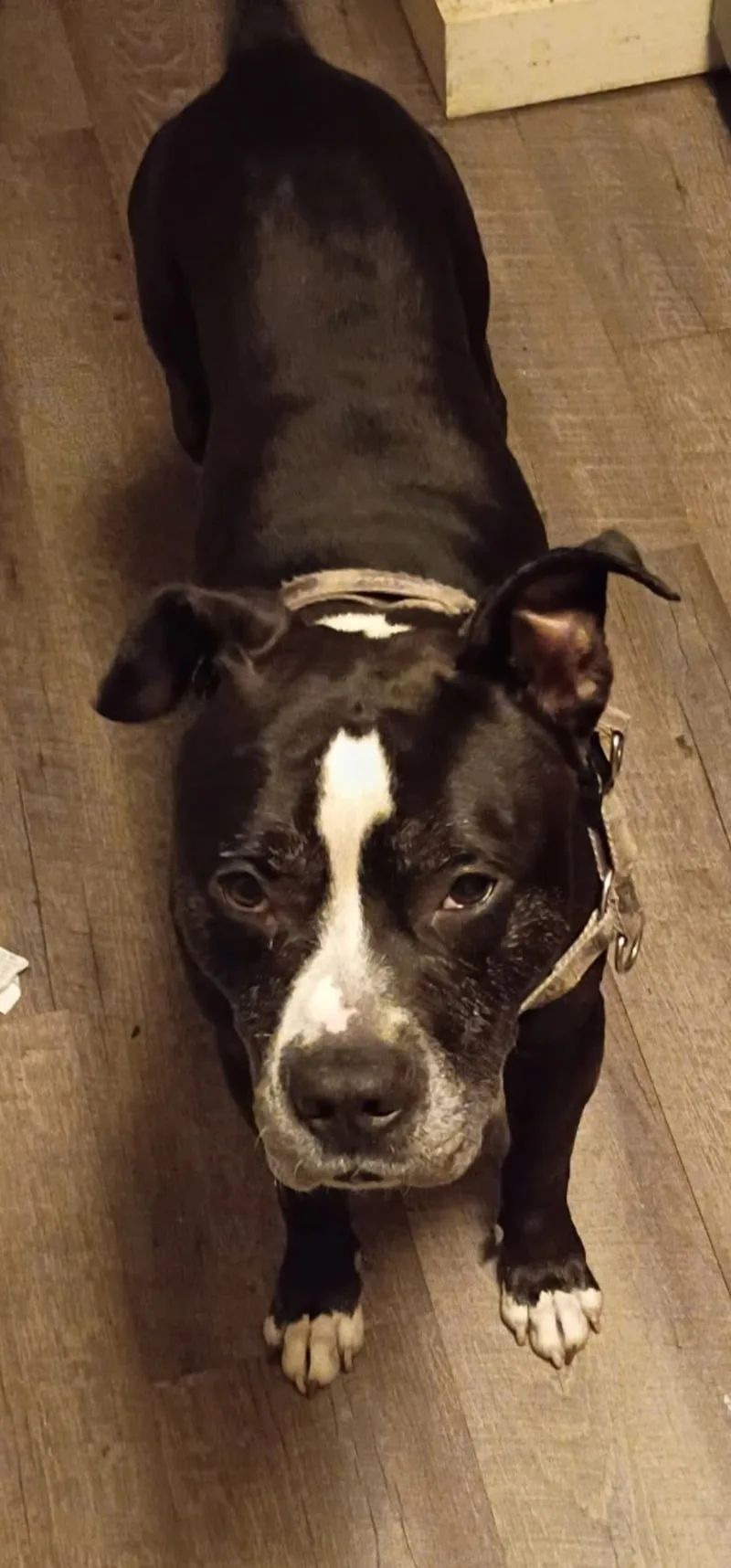 A senior large-sized male Brown & White Staffordshire Bull Terrier dog named Captain for adoption in Egg Harbor City, NJ