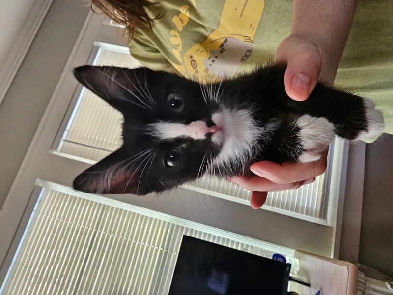 A baby small-sized male American Shorthair cat named Whiskers for adoption