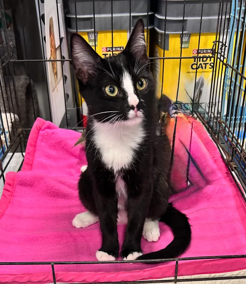 A baby small-sized male American Shorthair cat named Whiskers for adoption in Meeker, OK