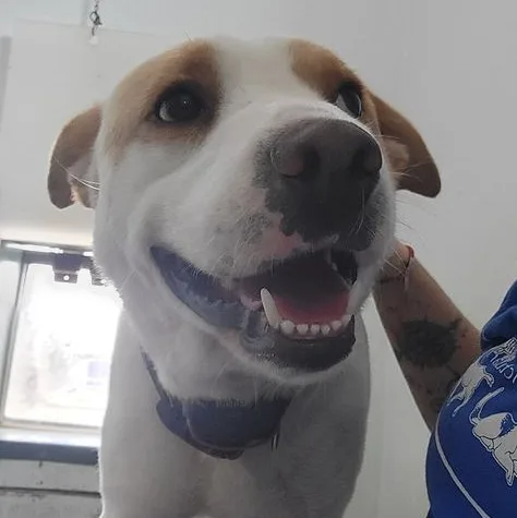 An adult large-sized male White Mixed Breed dog named Moose for adoption
