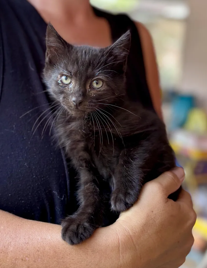 A baby small-sized male Black American Shorthair cat named Burger for adoption in Wallkill, NY