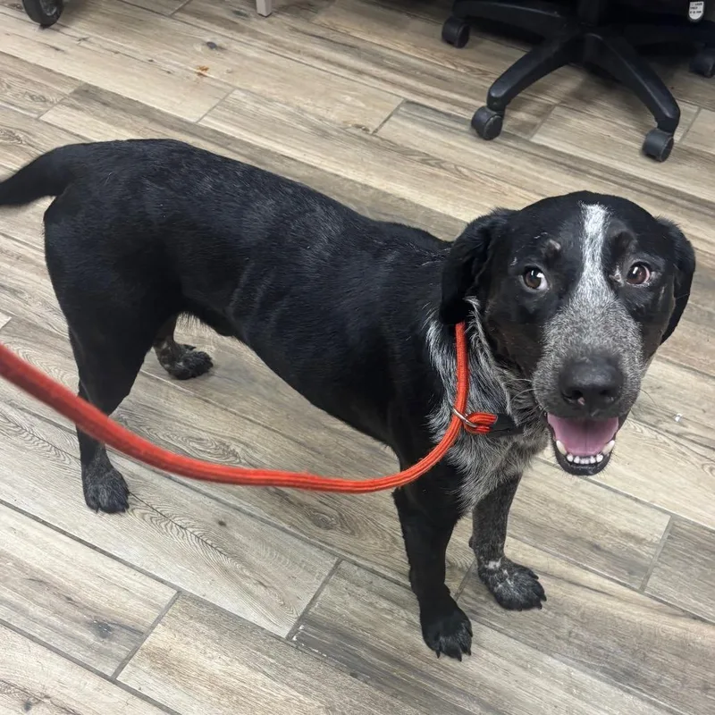 A young medium-sized male Black Mixed Breed dog named Henry for adoption in Henderson, KY