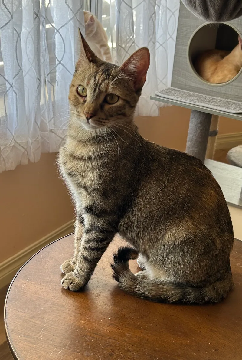 A young medium-sized female Brown and black American Shorthair cat named Jesse for adoption