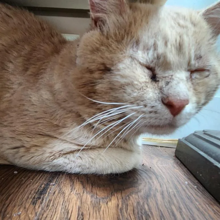 A senior medium-sized male Cream / Ivory Domestic Short Hair cat named Digger for adoption in Baker City, OR