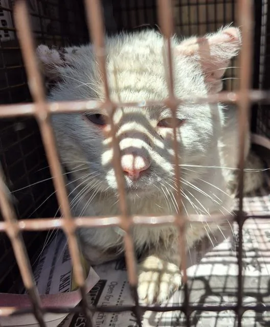An adult medium-sized male Domestic Short Hair cat named Marshmallow for adoption in San Antonio, TX