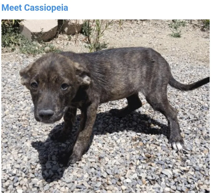 Cassiopeia