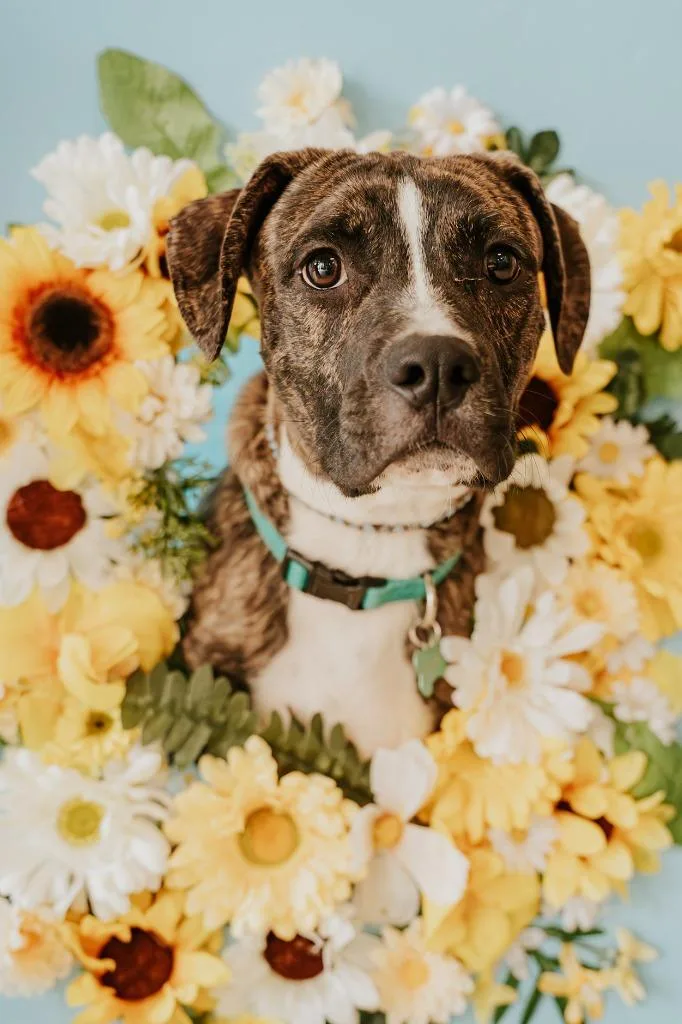 A baby medium-sized male Mixed Breed dog named Sherman for adoption in Newberg, OR