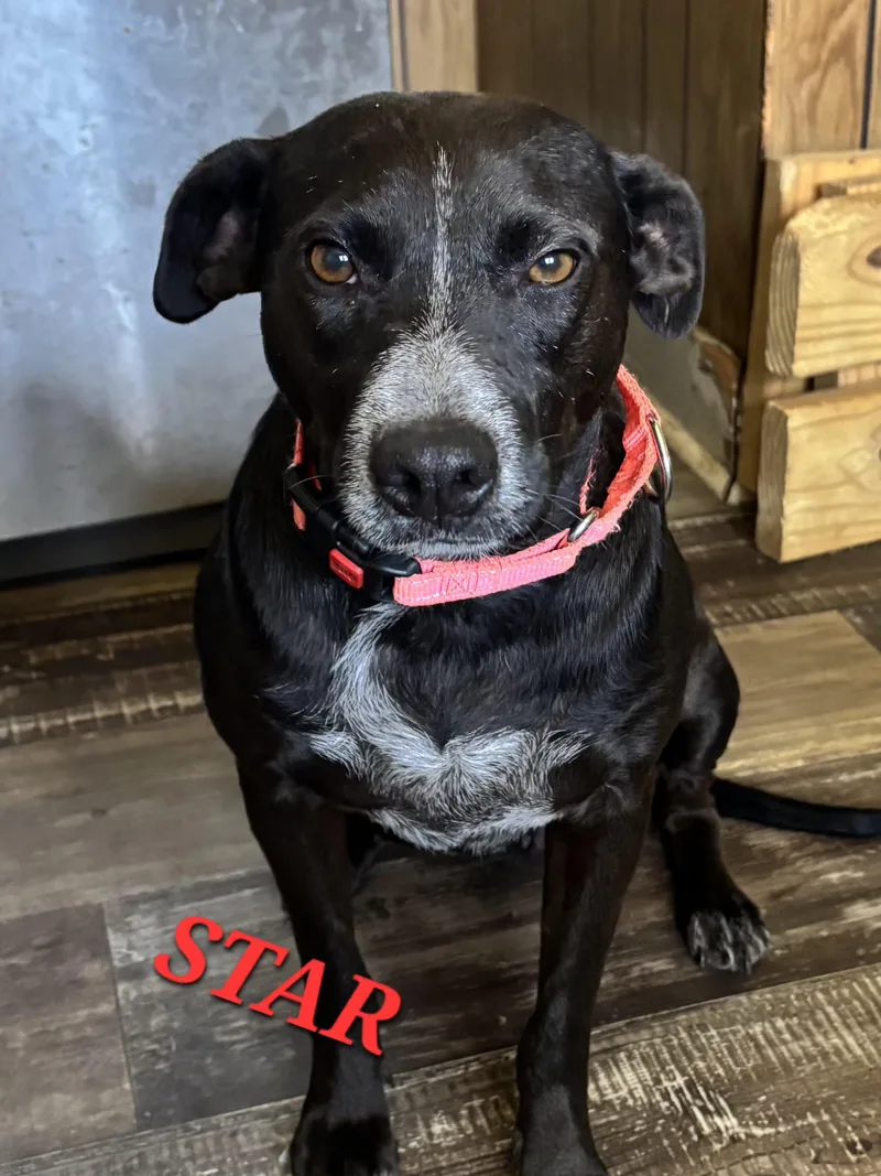 Star Summer thumbnail 2