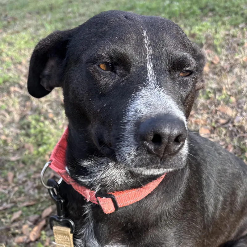 Star Summer thumbnail 4