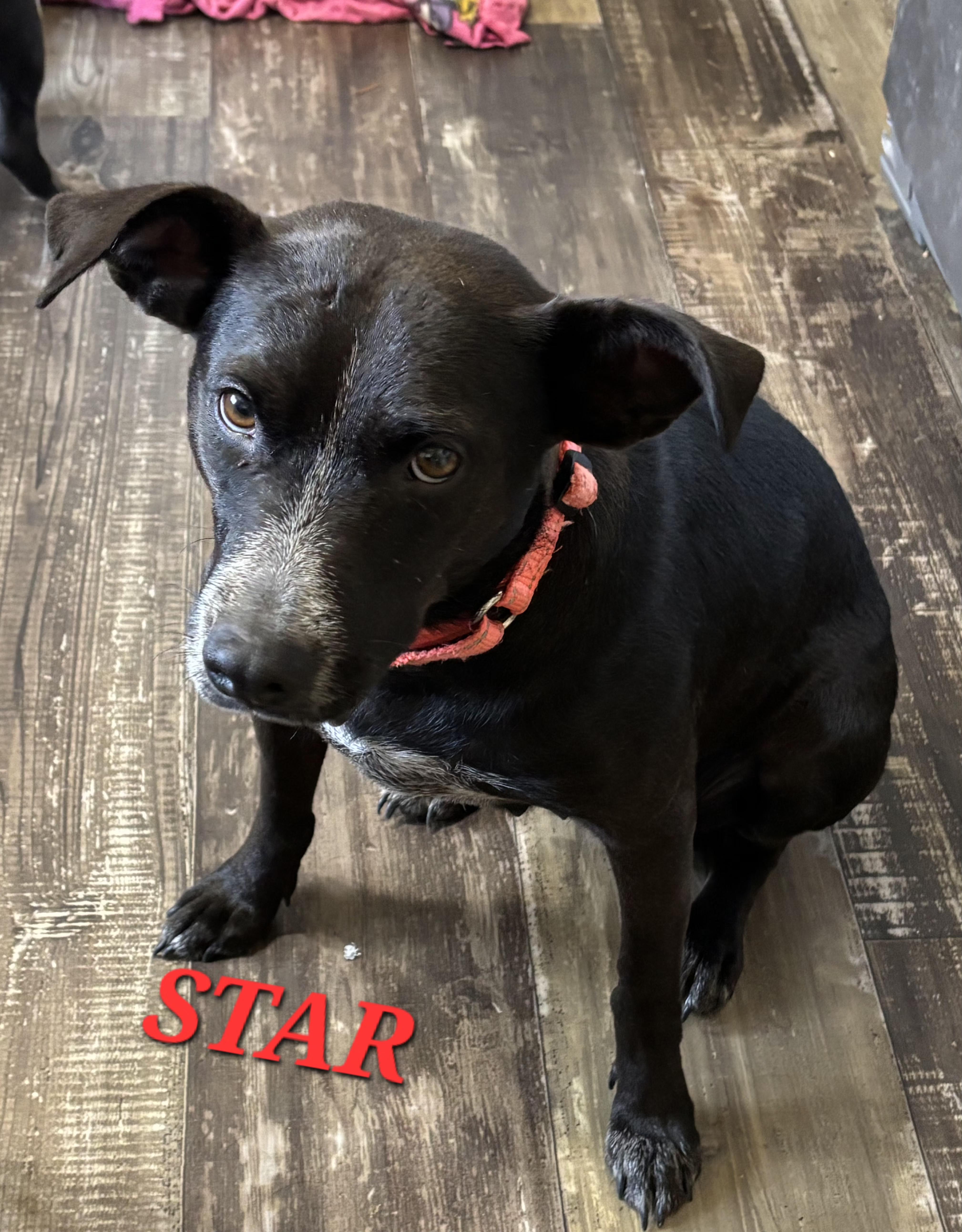 Star Summer thumbnail 5