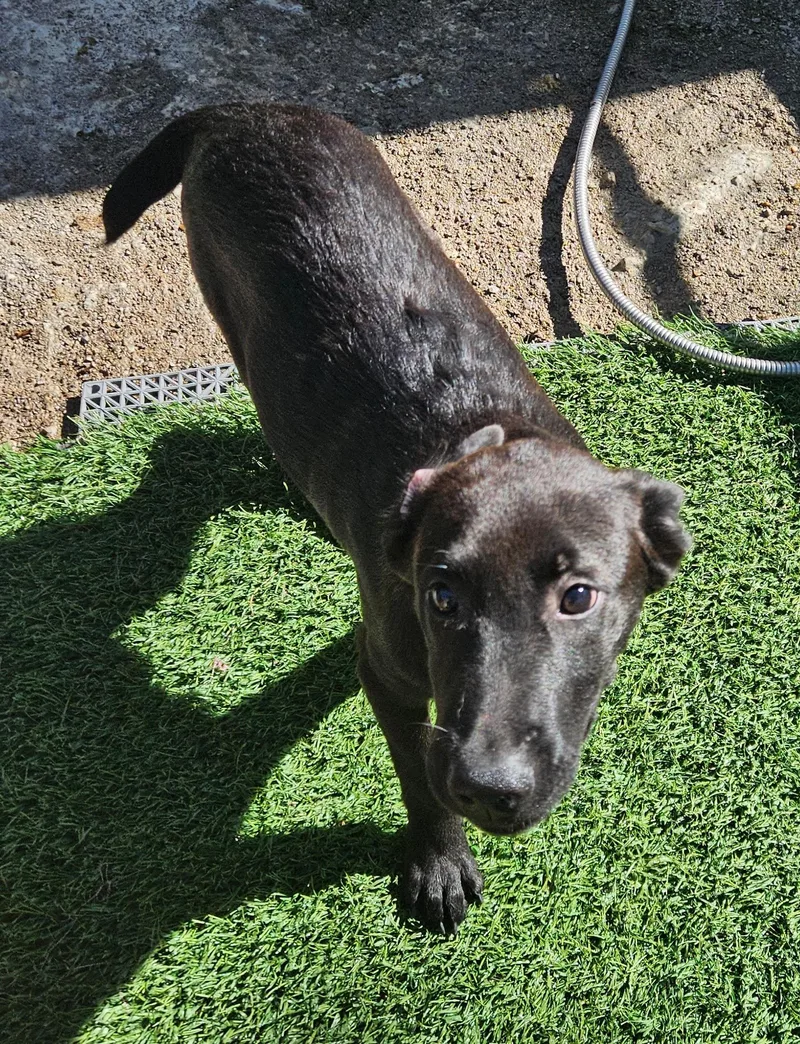 A baby medium-sized male Labrador Retriever dog named Raff for adoption in Tracy City , TN