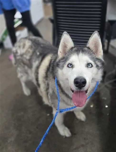 A senior large-sized female Mixed Breed dog named Lasie for adoption in Dallas, TX