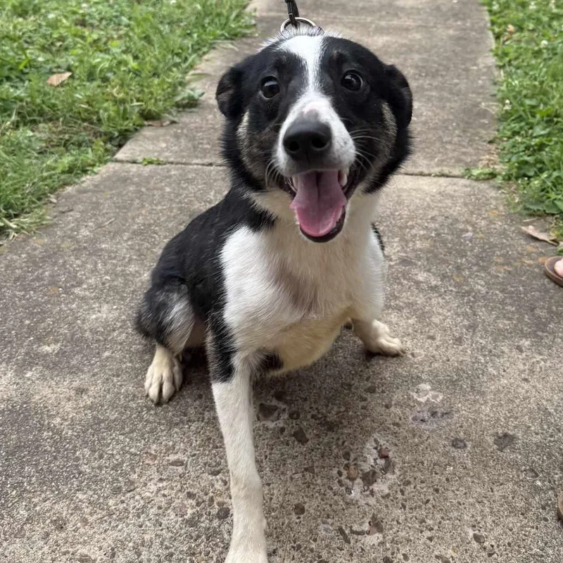 A young medium-sized female Australian Shepherd dog named Jodie for adoption in Cordova, TN
