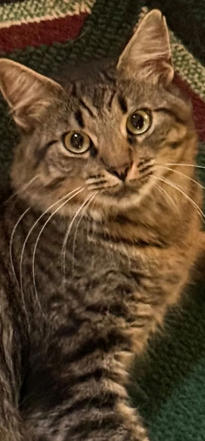 An adult small-sized male Gray striped Tabby cat named Fluffy for adoption in Egg Harbor City, NJ