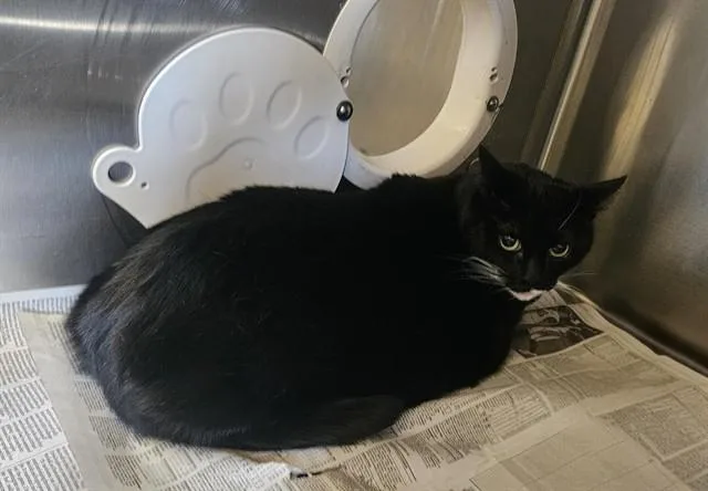 An adult medium-sized female Domestic Short Hair cat named Lucy for adoption in Castaic, CA