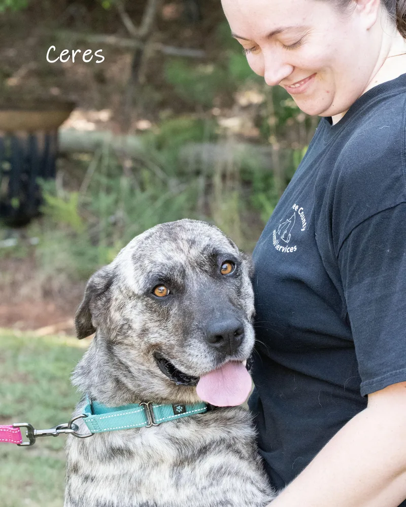 Ceres thumbnail 2