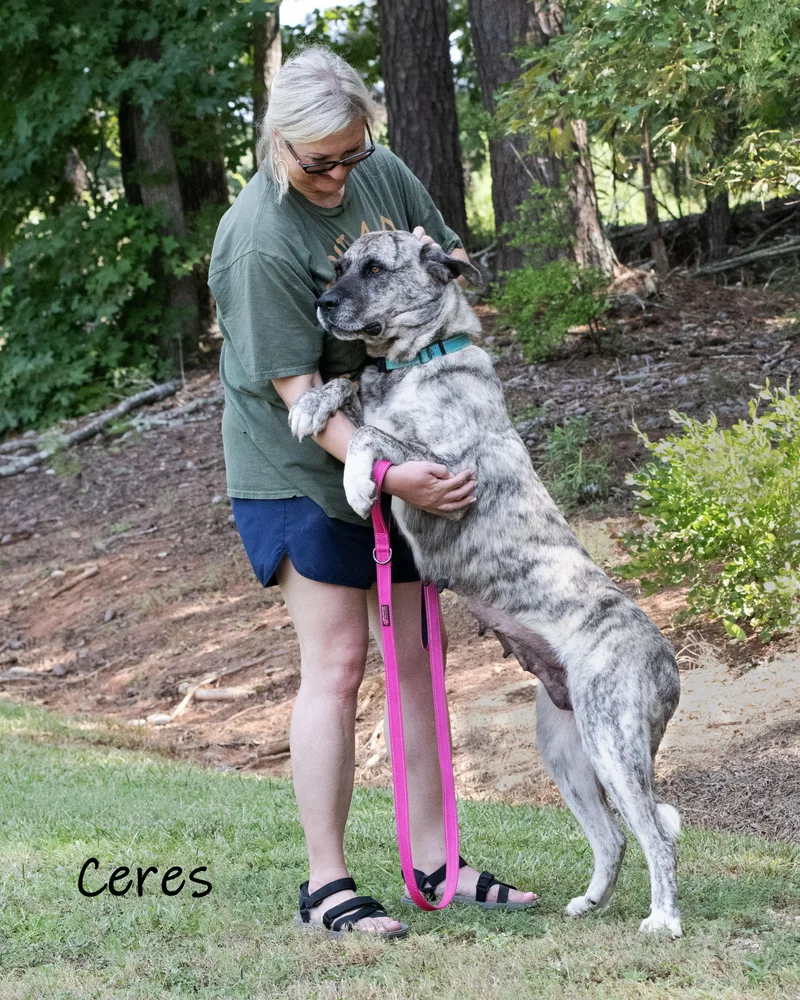Ceres thumbnail 4