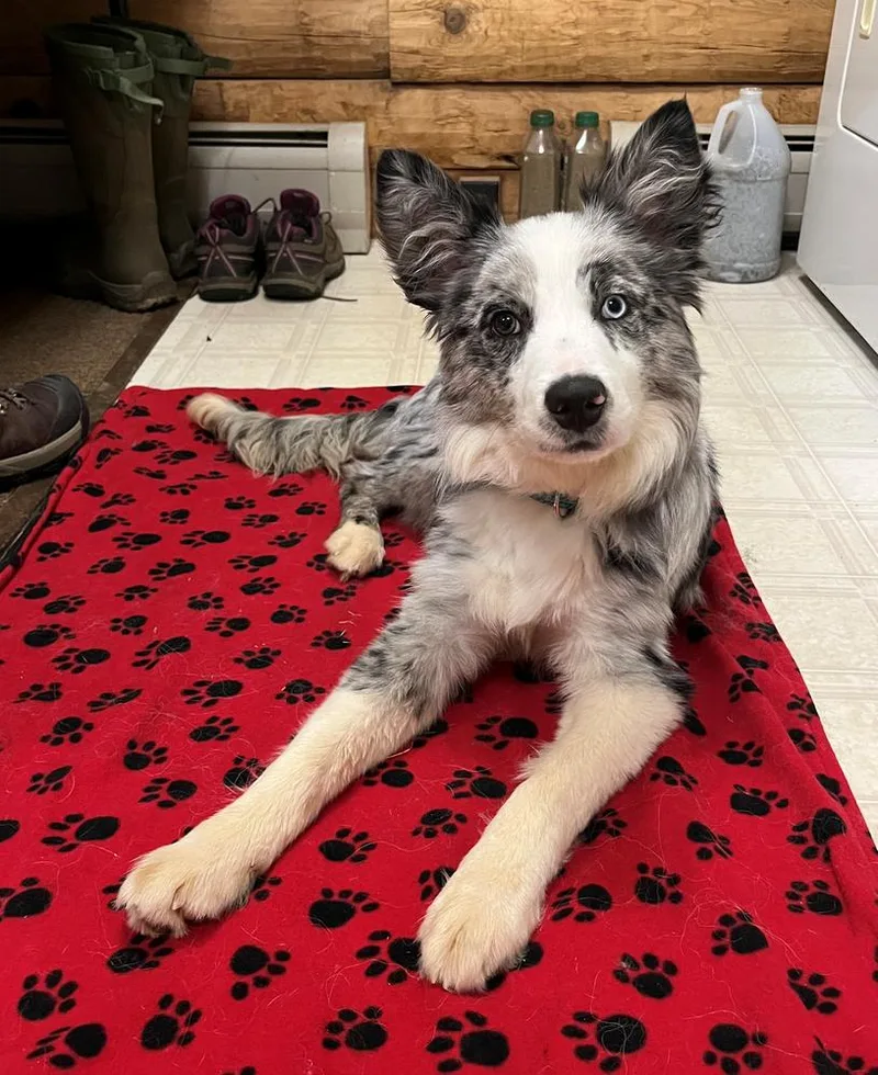A young medium-sized male Border Collie dog named Quiz for adoption in Ontario, CA