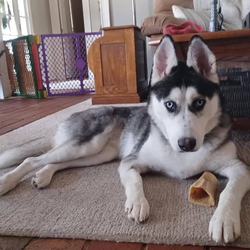 An adult medium-sized female Siberian Husky dog named Sazuki for adoption in Cumming, GA