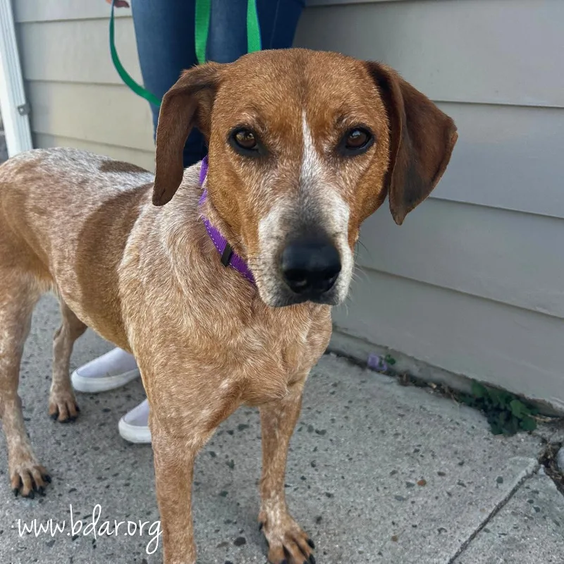 An adult medium-sized female Red / Chestnut / Orange Redbone Coonhound dog named Sassy for adoption in Cheyenne, WY