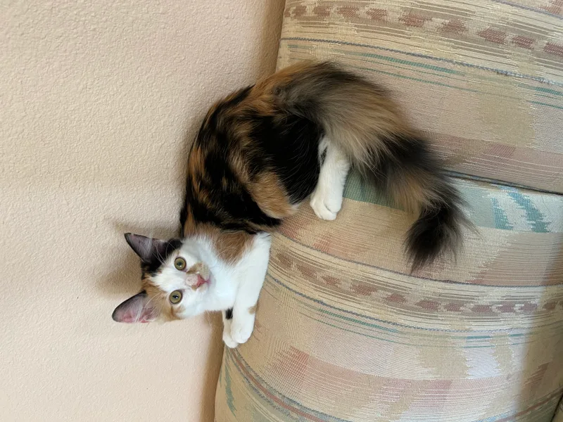A young small-sized female Calico cat named Abigail for adoption