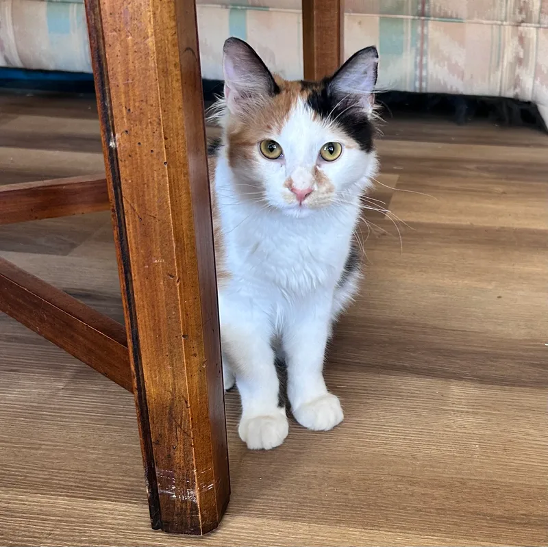 A young small-sized female Calico cat named Abigail for adoption in Meeker, OK