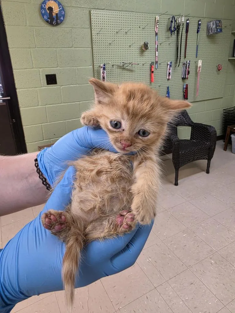 A baby small-sized male Domestic Short Hair cat named Icabod for adoption in Burnsville, NC