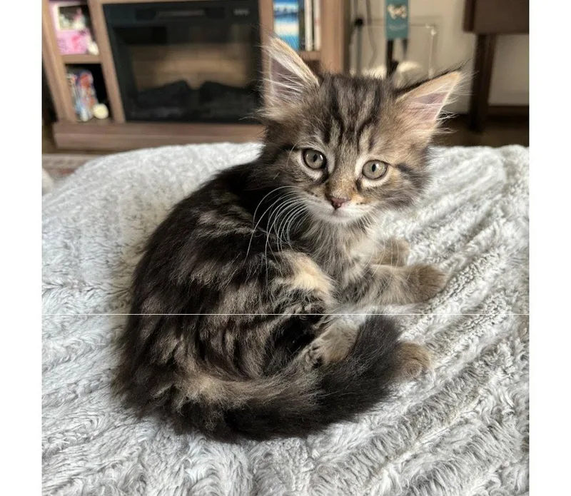 A baby small-sized female Domestic Long Hair cat named Doodlebug for adoption in Oakhurst, NJ