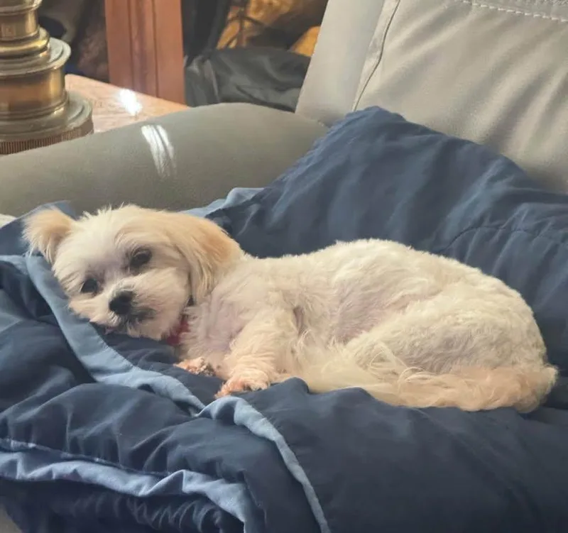 An adult small-sized male Shih Tzu dog named Scooby for adoption in Portland, OR