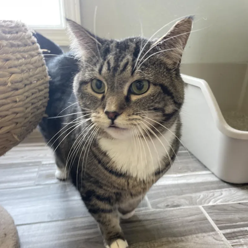 An adult small-sized female Gray / Blue / Silver Domestic Short Hair cat named Scout for adoption in West Des Moines, IA