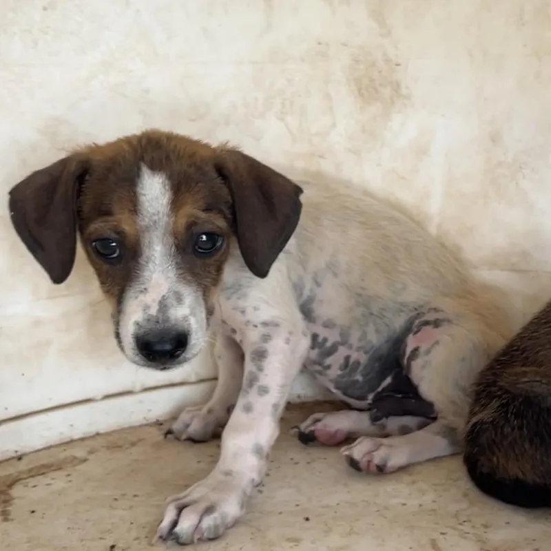 A baby medium-sized male White / Cream Mixed Breed dog named Trouble Brewing for adoption in Moab, UT