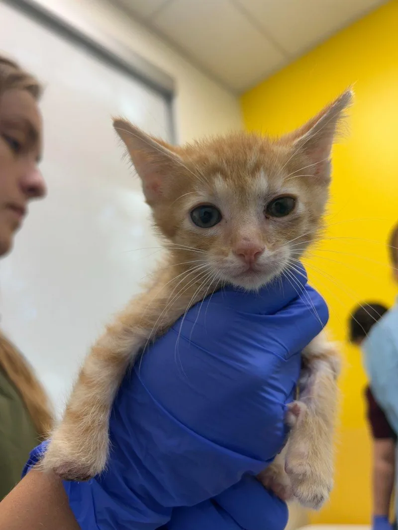 A baby small-sized male Tabby (Orange / Red) Domestic Short Hair cat named Cricket for adoption in Raleigh, NC