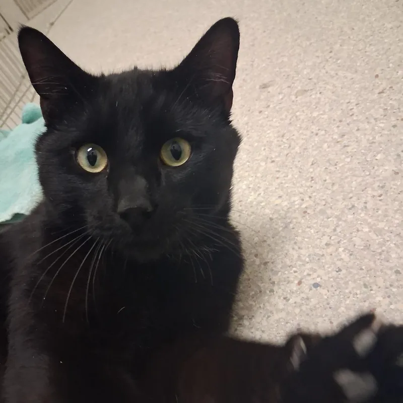 A young large-sized male Black Domestic Short Hair cat named Tim for adoption in Murray, UT