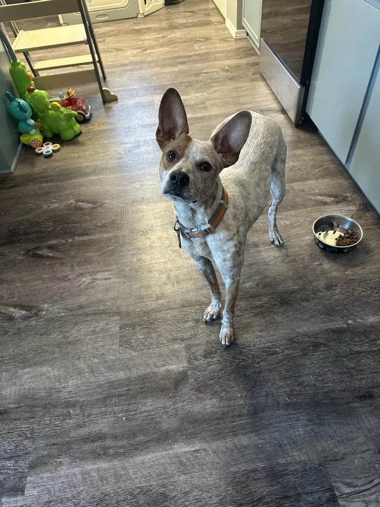 An adult medium-sized male Merle (Red) Australian Cattle Dog / Blue Heeler dog named Cash for adoption in Colorado Springs, CO