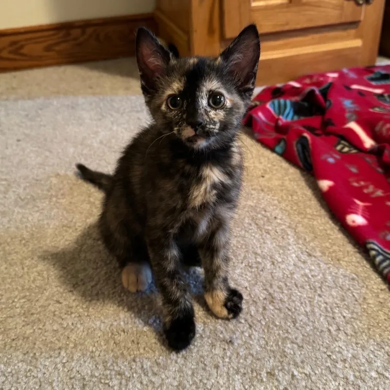 A baby small-sized female Tortoiseshell Domestic Short Hair cat named Curry for adoption in Carrollton, OH