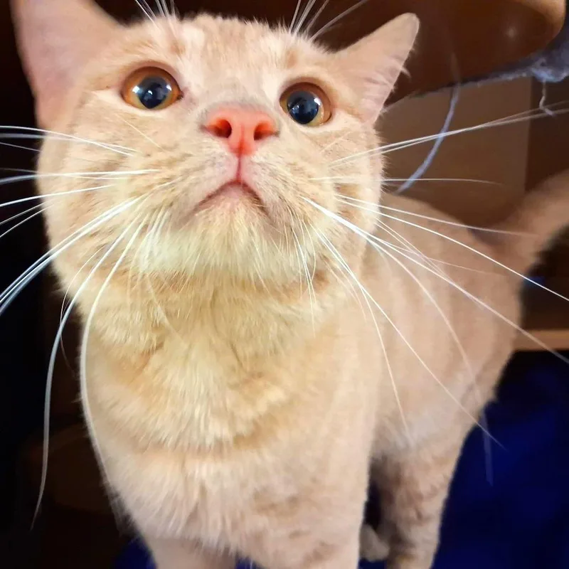 Mr. Meow Meow