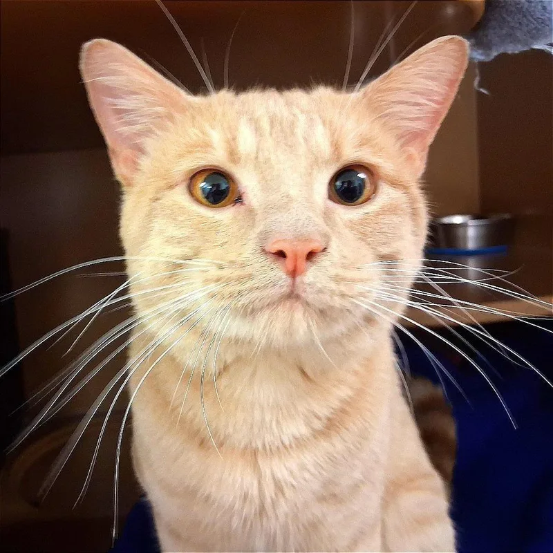 Mr. Meow Meow thumbnail 2