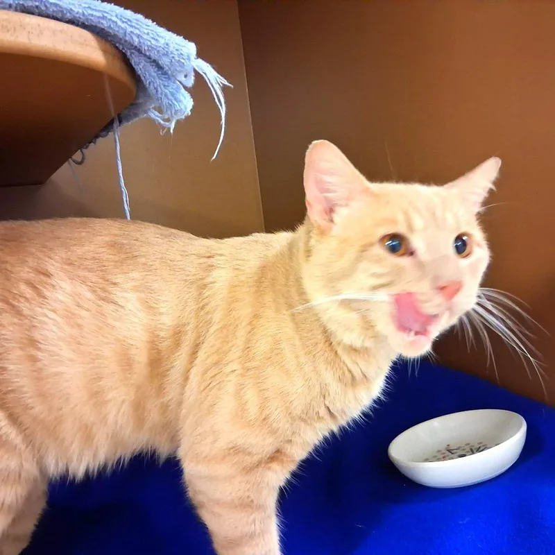 Mr. Meow Meow thumbnail 3