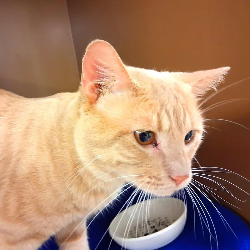 Mr. Meow Meow thumbnail 4