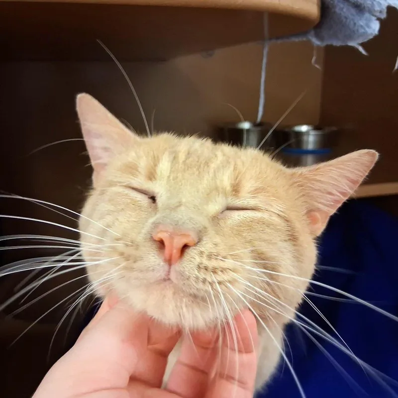Mr. Meow Meow thumbnail 5
