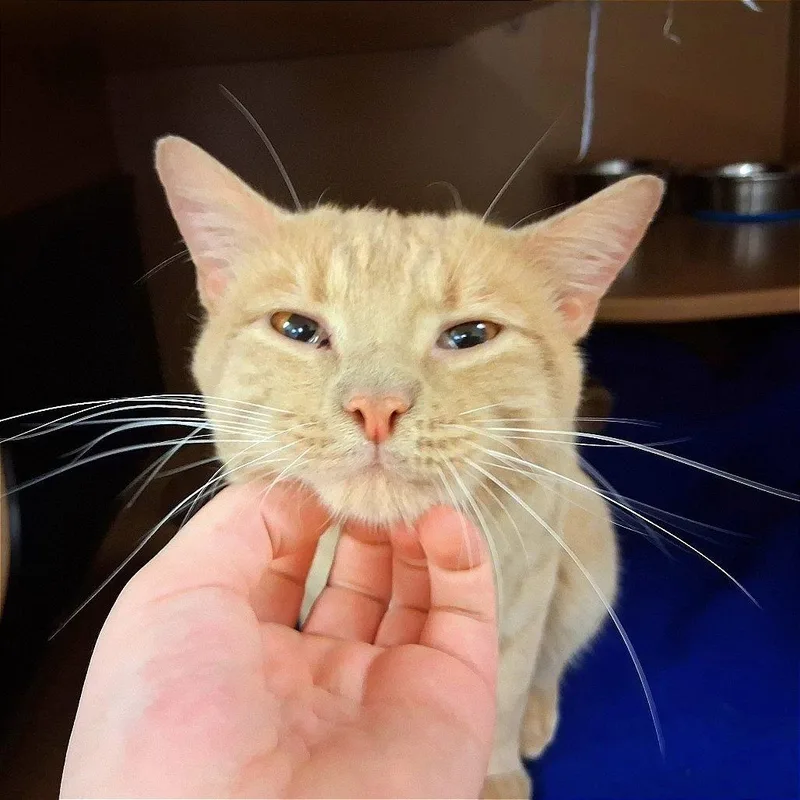 Mr. Meow Meow thumbnail 6